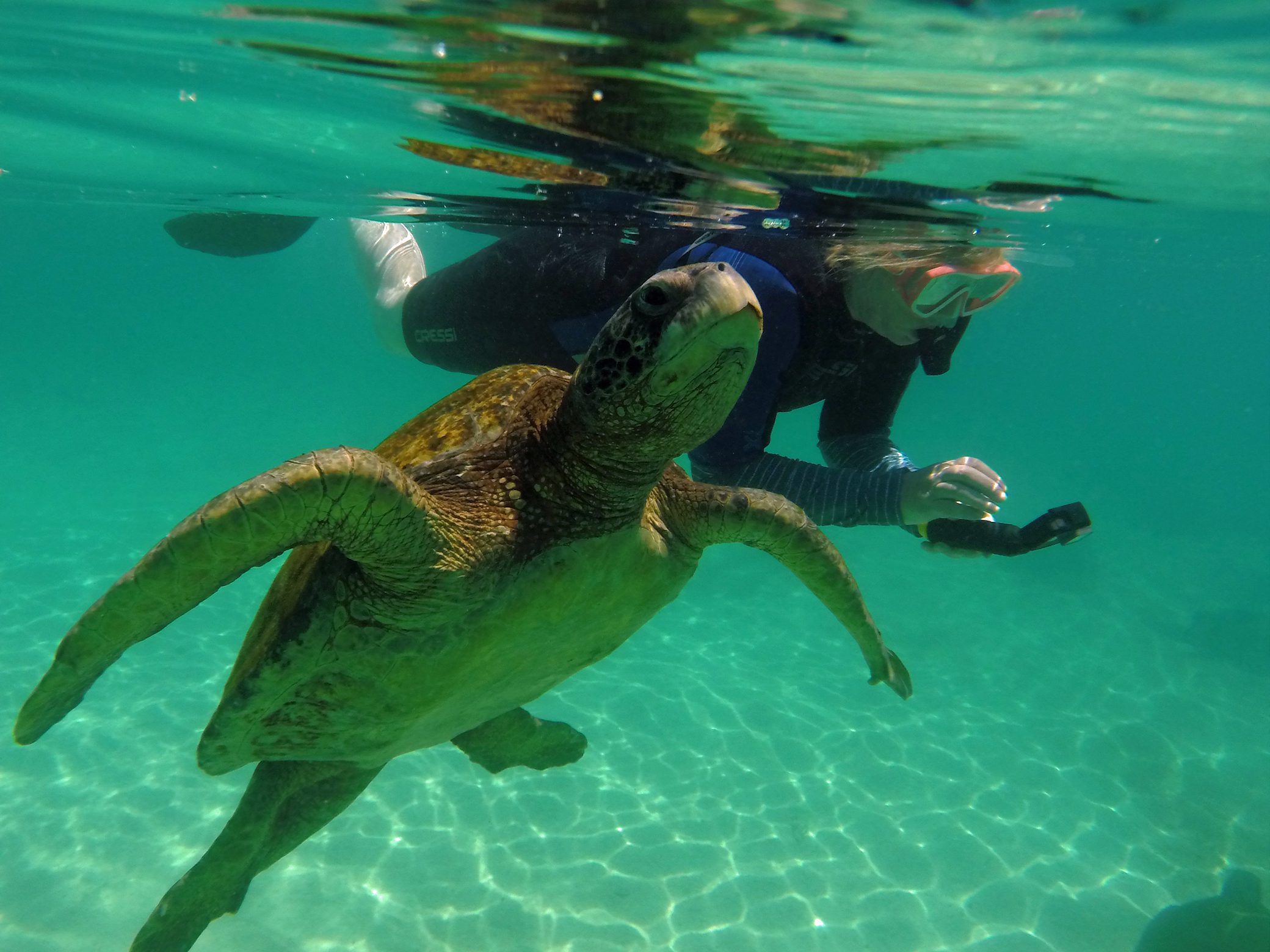 turtle swimming in ocean