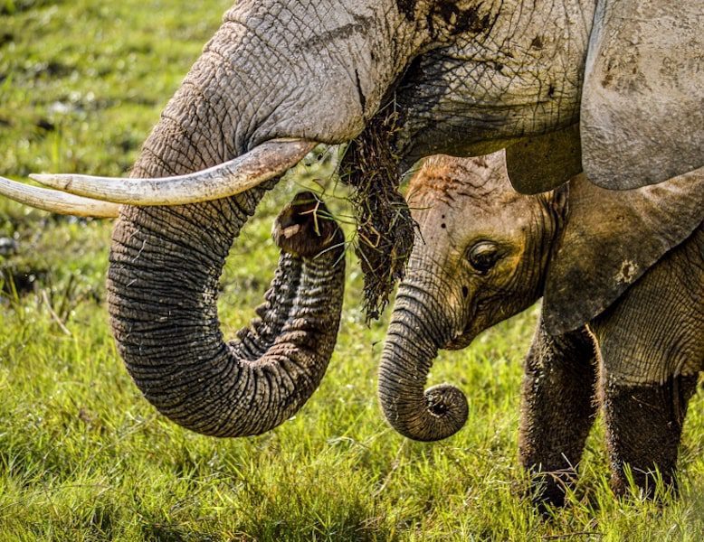 Mother elephant feeding herself next to her baby