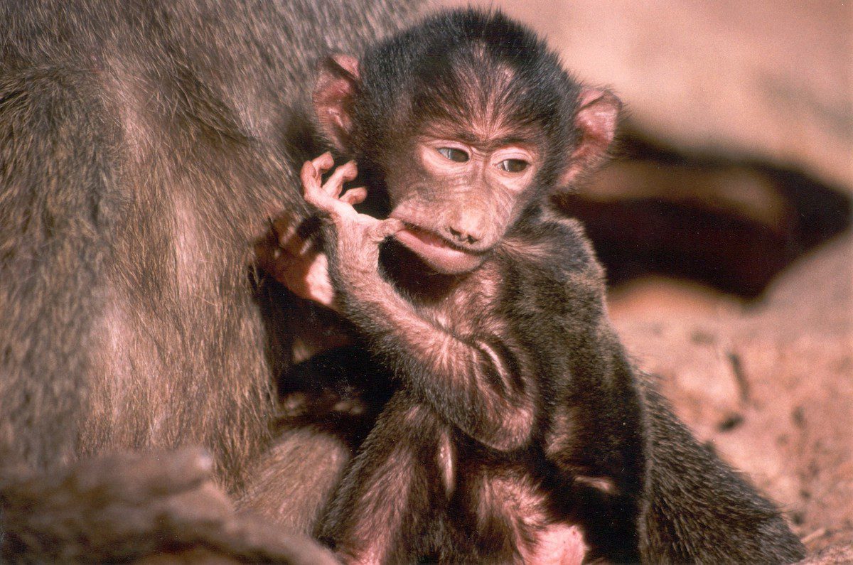 Black baby gorilla in Kenya
