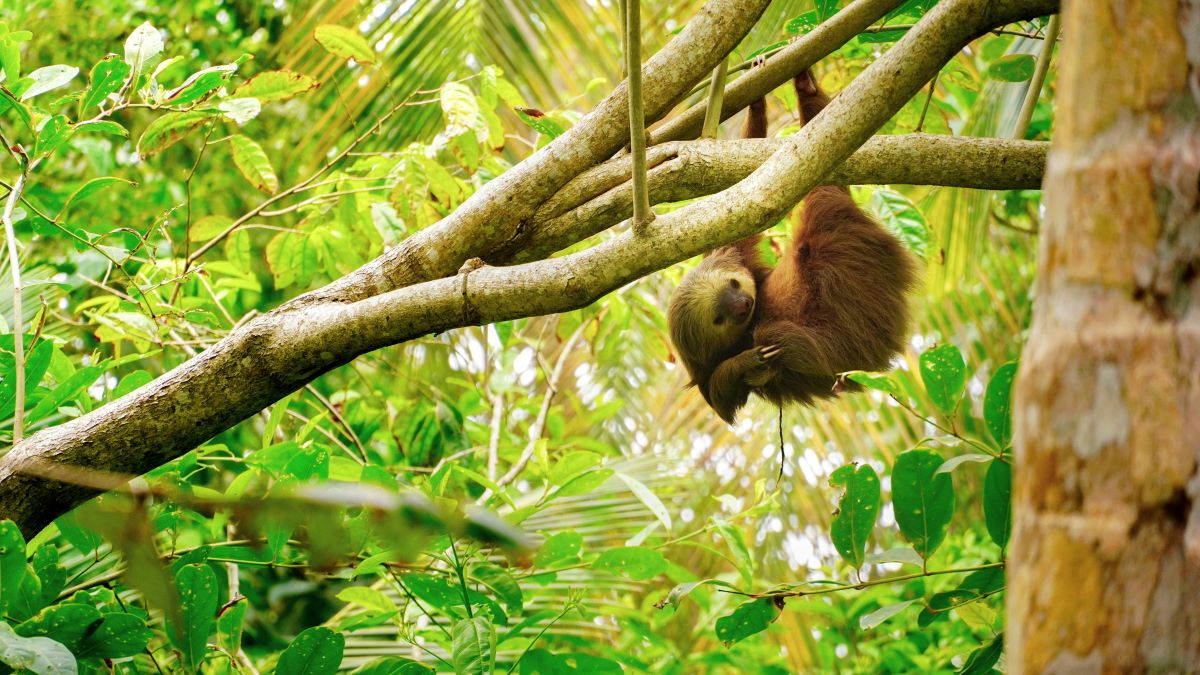 a baby sloth hanging upside down from a tree in the costa rican forest