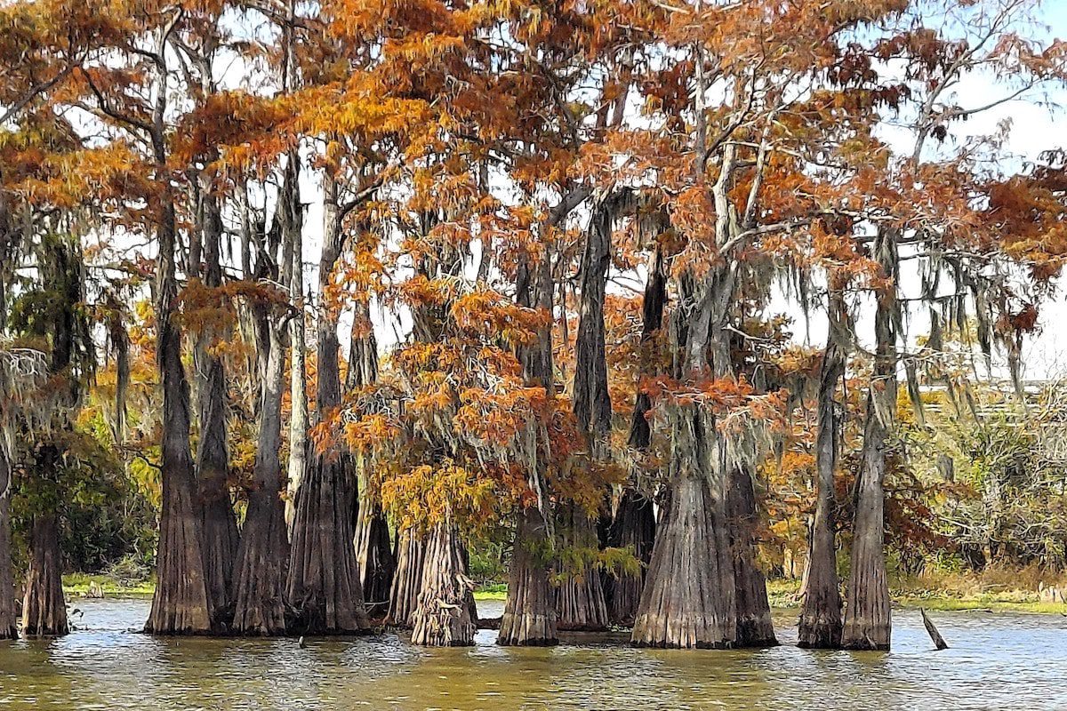 Touring the Atchafalaya Basin in Western Louisiana.