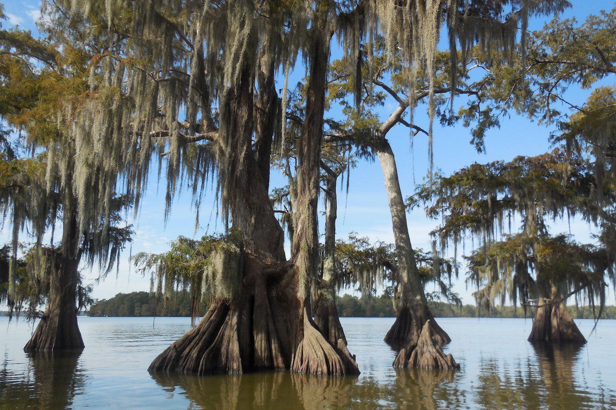 Touring the Atchafalaya Basin in Western Louisiana