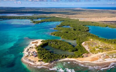 Cactus Cocktails and Low-emission Coffee? What We Can Learn From the Caribbean Island of Bonaire