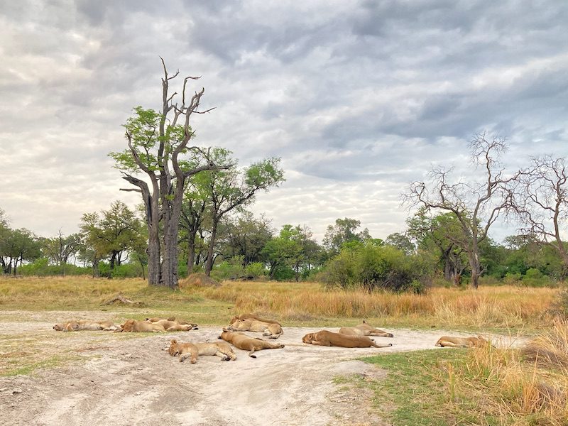 A pride of lions relaxing in southern Africa