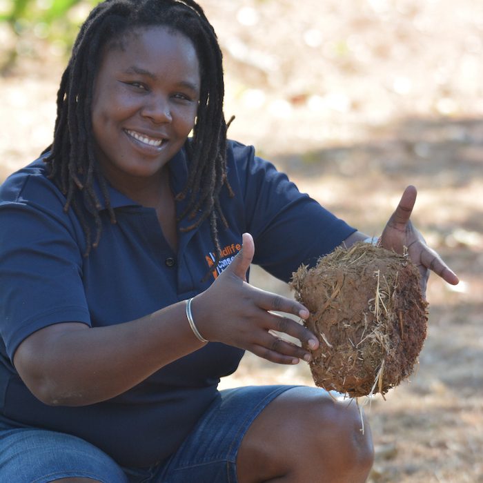 Moreangels holding elephant dung. It contains important information about its diet.