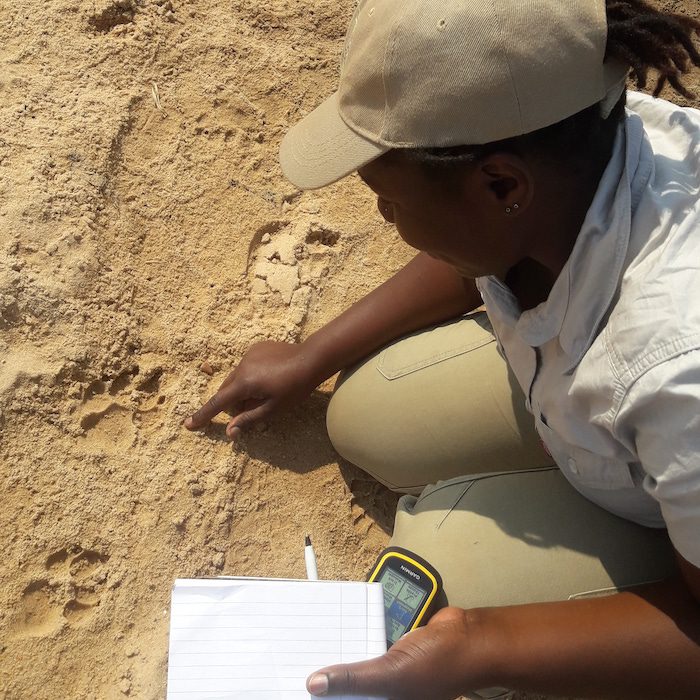 Moreangels Mbizah Examining spoors during a wildlife survey in the Sebungwe region in Zimbabwe.