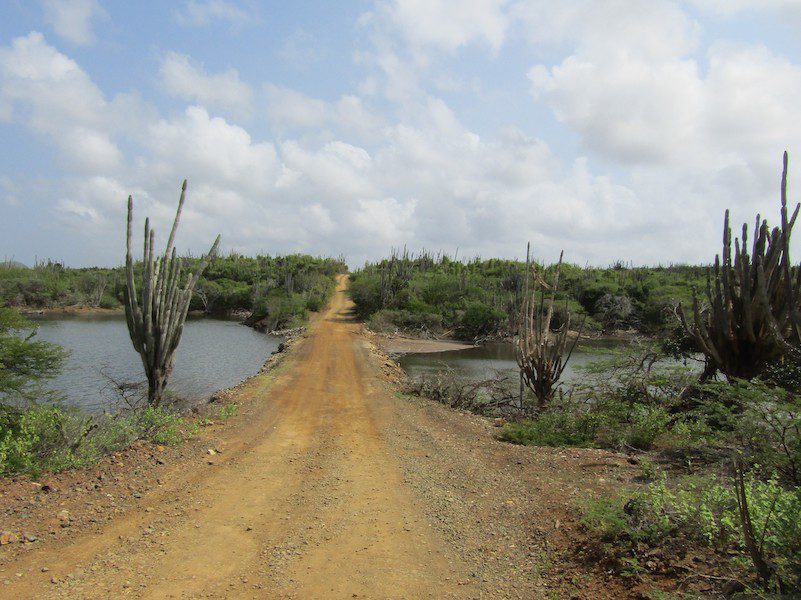Cacti in Washington Slagbaai National Park, Bonaire