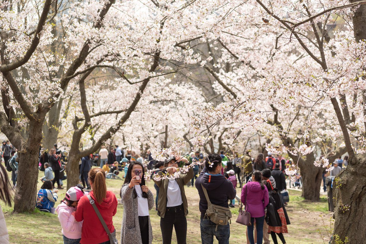 Cherry blossoms in High Park, Toronto, Canada