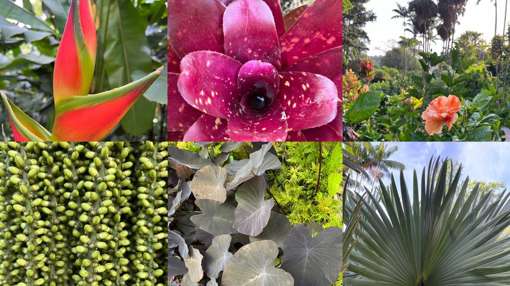 A colourful collage of plants and flowers in Martinique
