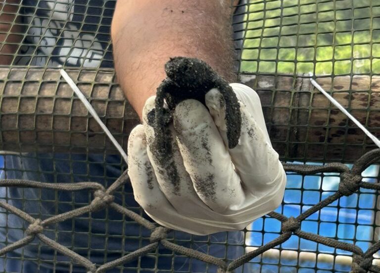 turtles in punta banco costa rica 