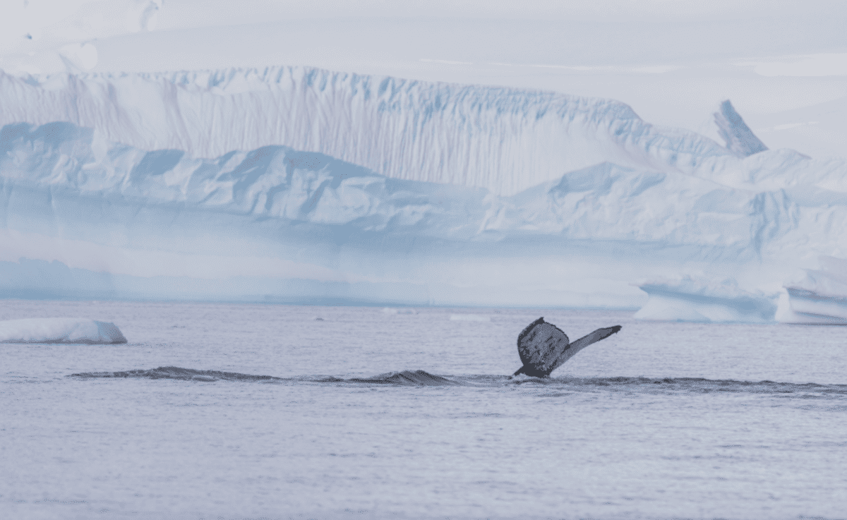 humpback whale tail in Antarctica