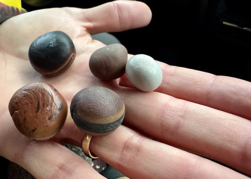 Padre Island National Seashore five sea beans 