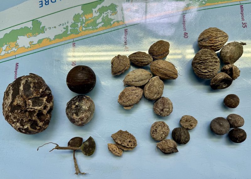 Padre Island National Seashore seabeans