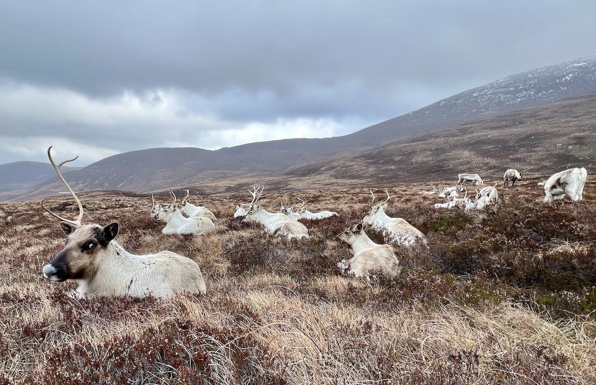 Reindeer in Cairngorms National Park