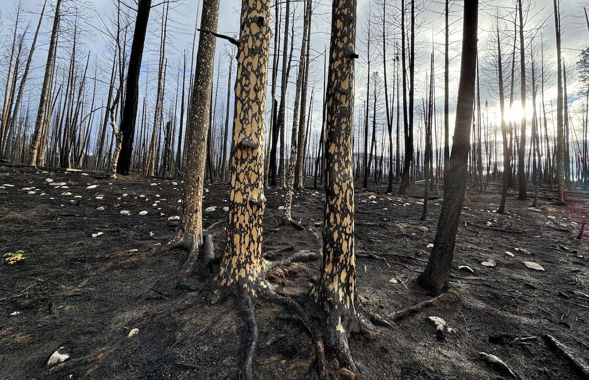 Jasper National Park after the fire