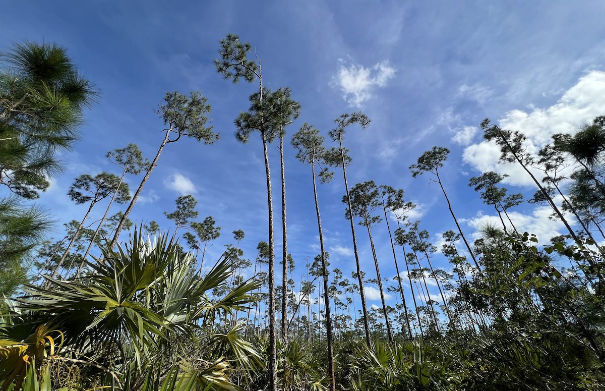 Pine trees in Rand Nature Centre, Bahamas