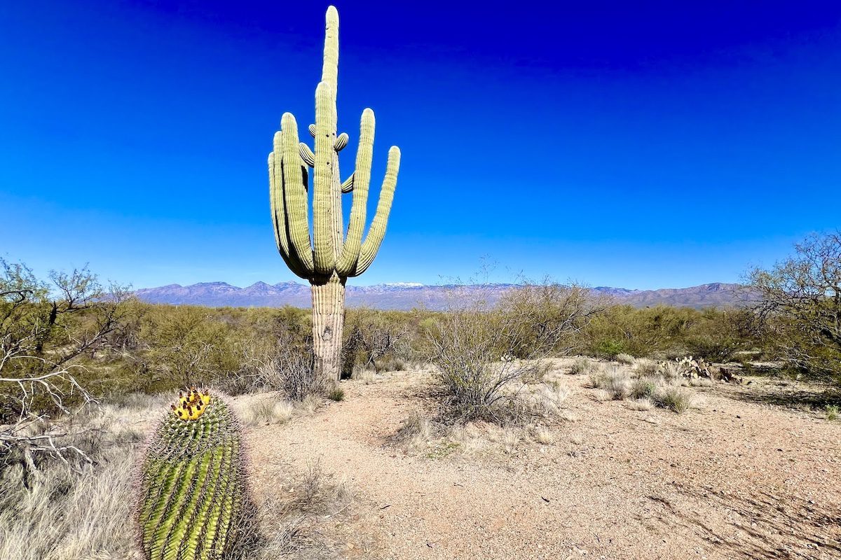 Saguaro National Park