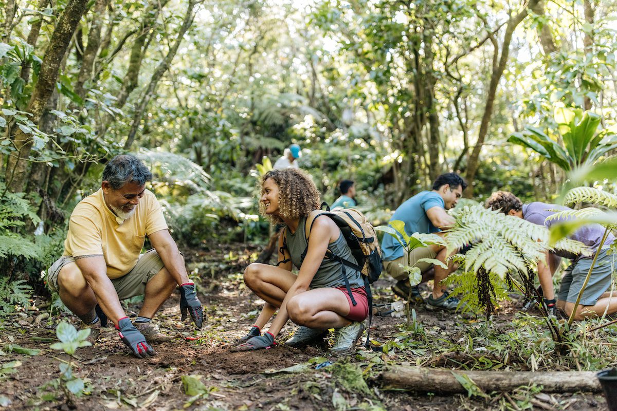 Volunteers replant native plants in Puu Ohia Trail, Honolulu, Oahu