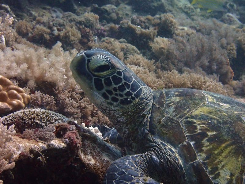 Green turtle, a sea turtle in Kenya 