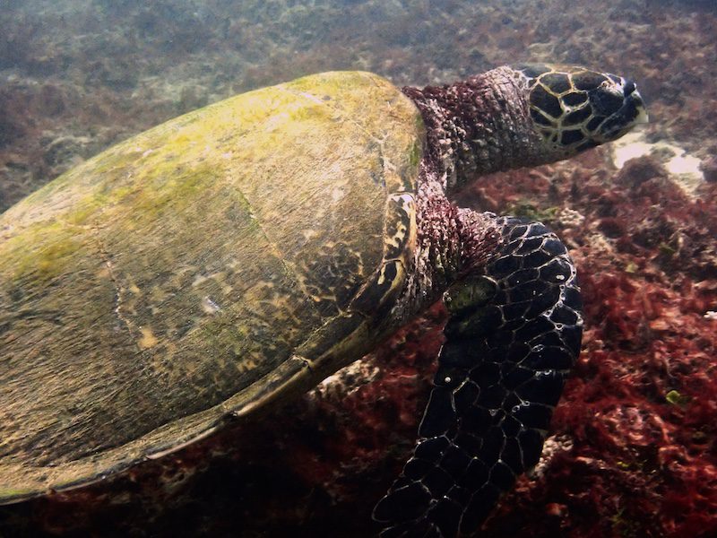 John Koho a sea turtle in Kenya