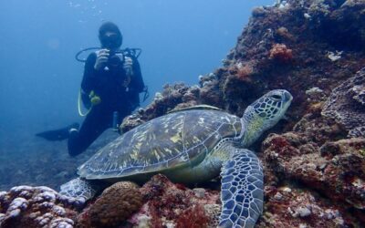 Diving with Sea Turtles: Meet Joana Hancock, Sea Turtle Conservationist in Diani Beach, Kenya