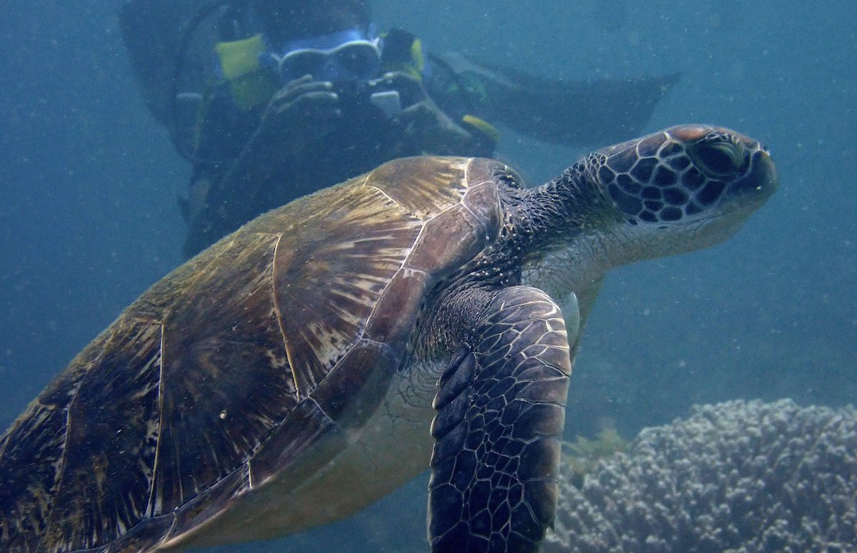 Photographing sea turtles in Kenya for conservation