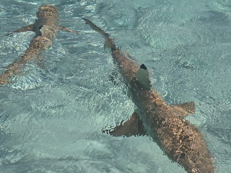 Sharks just below the surface of the water in French Polynesia