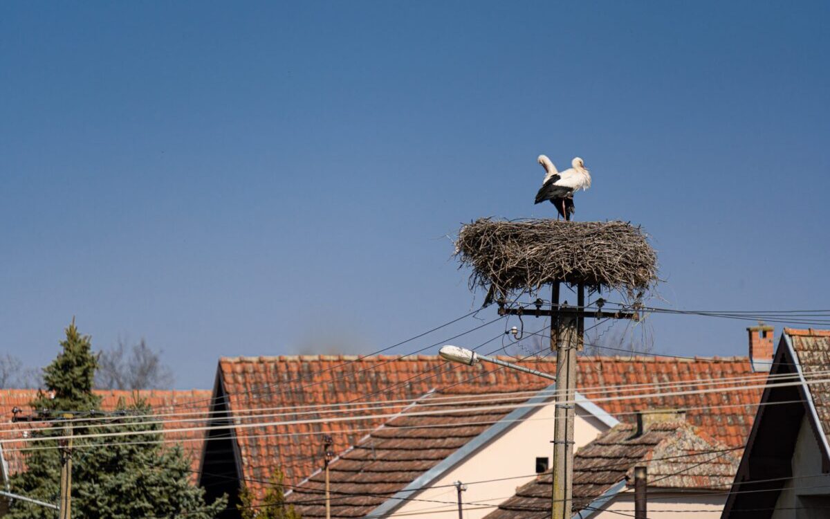 A pair of storks making their nest a top a pole in Romania