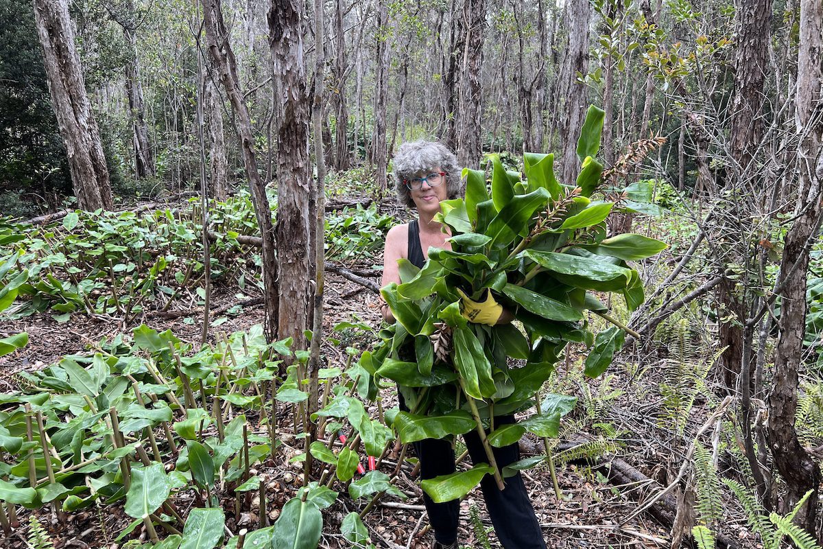 Jennifer Bain removes invasive Himalayan ginger at Hawai‘i Volcanoes National Park