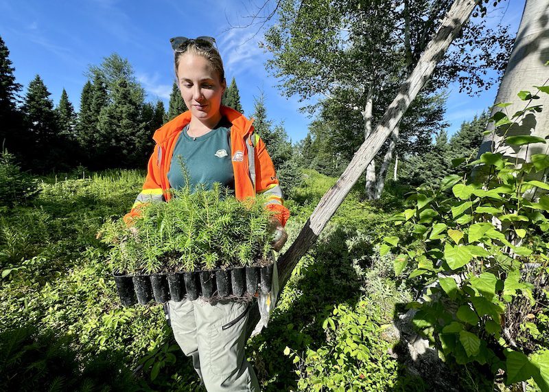 Resource conservation technician Hayley Feltham plants trees at Terra Nova National Park