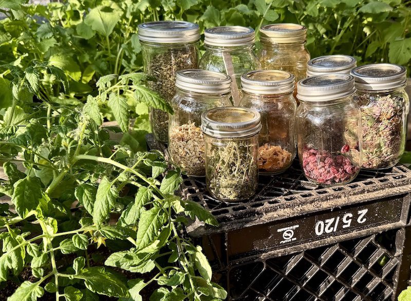 Upper Humber Settlement dried herbs for tea