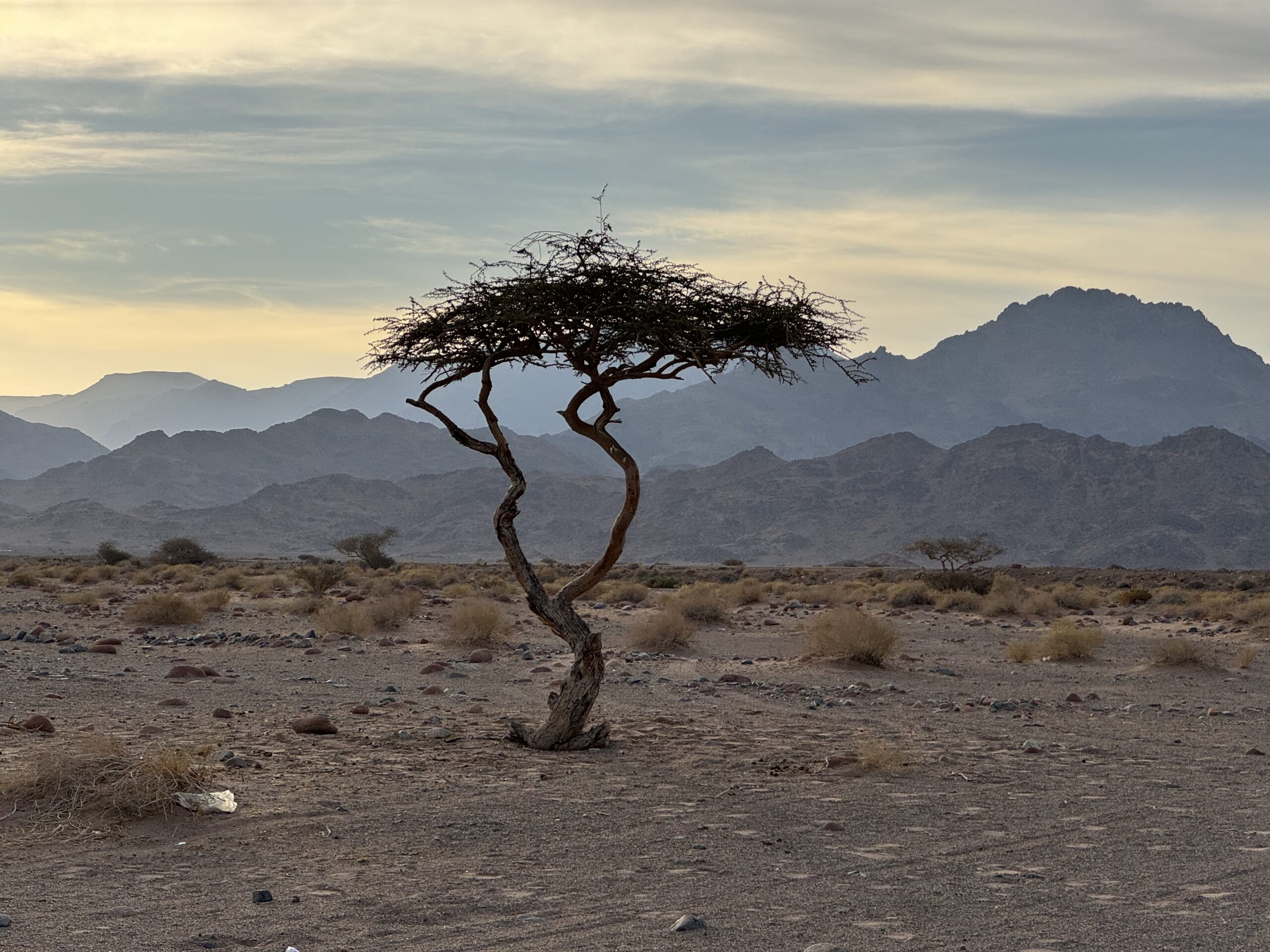 wide wadis and thorn trees saudi arabia