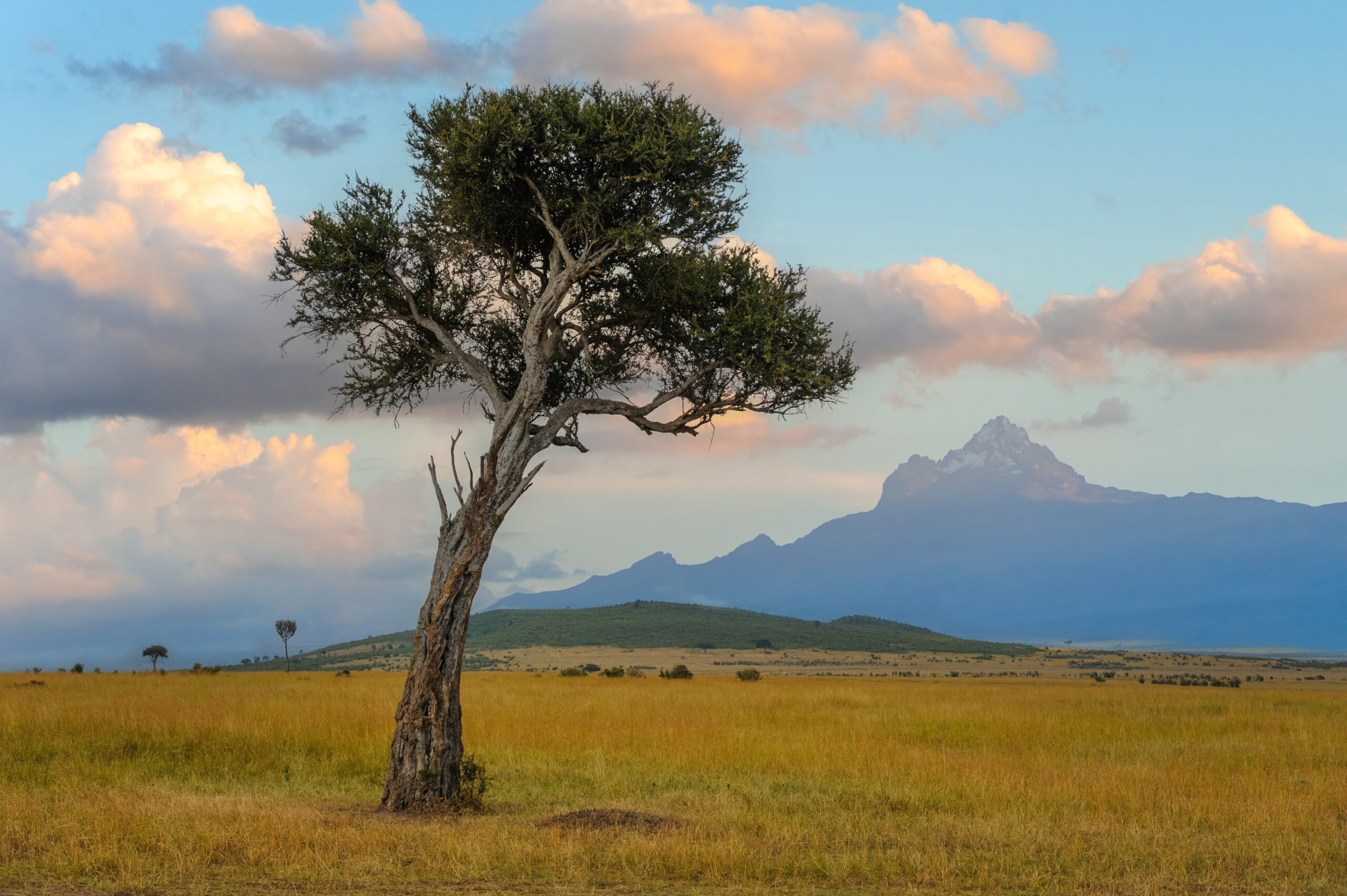 tree with mount kenya in background 