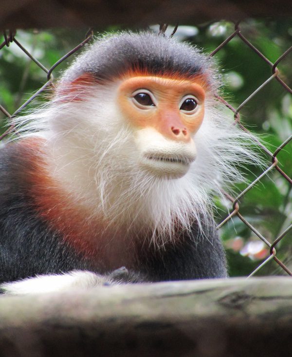 Red-shanked douc langur