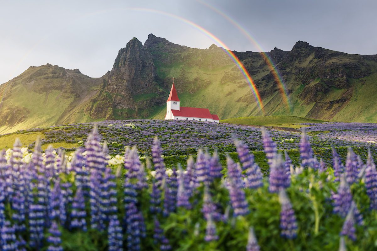 Church on a hill in the Vik town. Famous and popular tourist attraction of Iceland. Glade of lupine flowers. Beautiful rainbow
