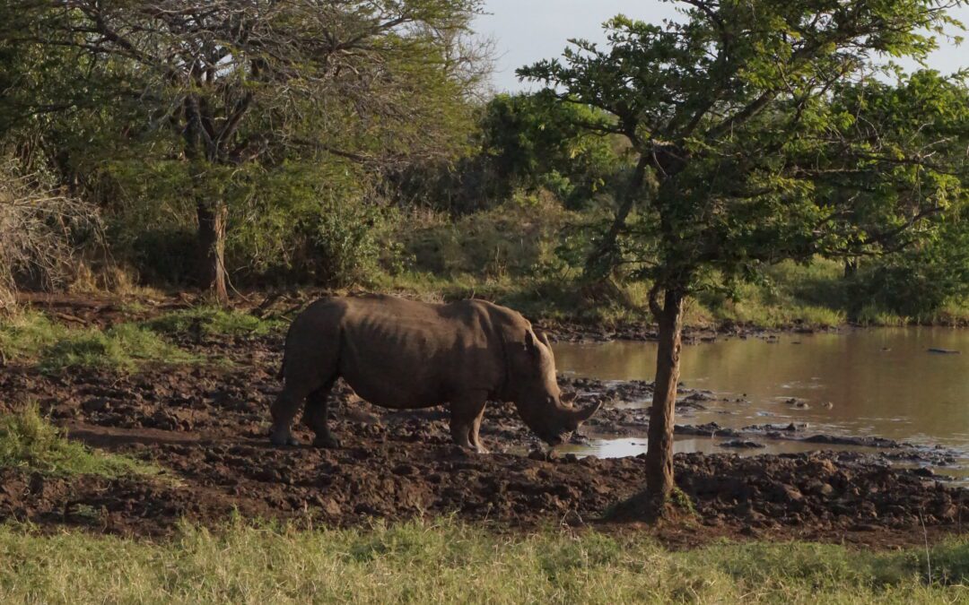 2026 Dates for South Africa Conservation Trip With Blue Sky Society Trust Announced