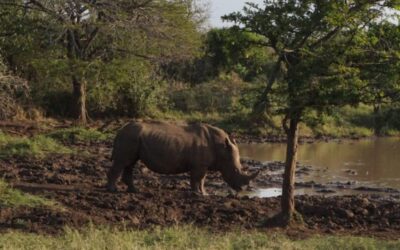 2026 Dates for South Africa Conservation Trip With Blue Sky Society Trust Announced